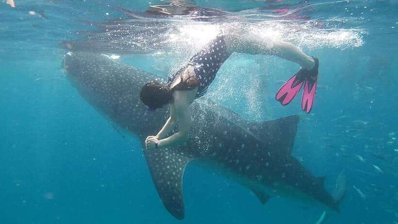 Cebu: WhaleShark , Tumalog Falls, & Sardine Run Snorkeling - What the $124 price covers