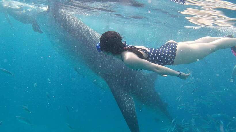 Cebu: WhaleShark , Tumalog Falls, & Sardine Run Snorkeling - Who should book this day trip
