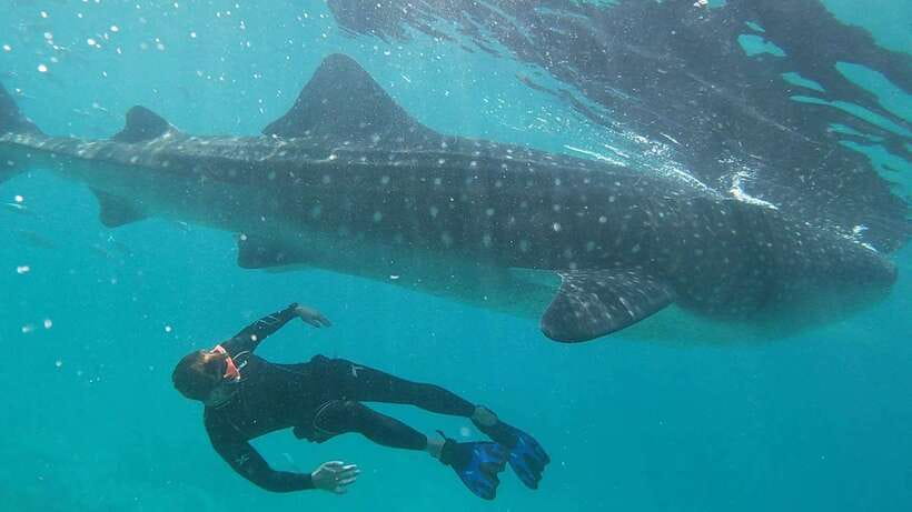 Cebu: WhaleShark , Tumalog Falls, & Sardine Run Snorkeling - The early road to Oslob