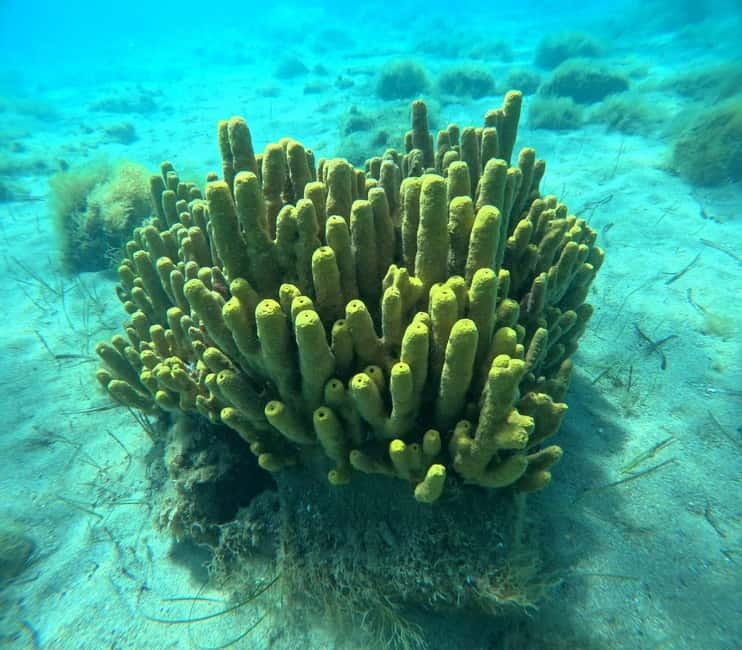 Chalkidiki: Snorkeling Adventure in Sithonia - Guides who keep the mood calm