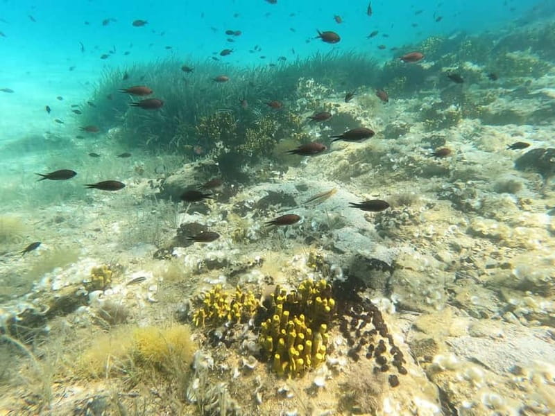 Chalkidiki: Snorkeling Adventure in Sithonia - Who should book this Sithonia outing