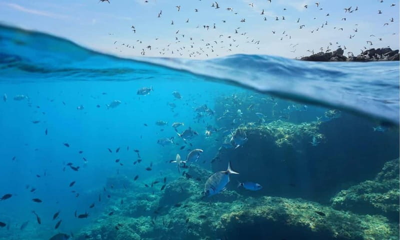 Chalkidiki: Snorkeling Adventure in Sithonia - Should you book the Kalogria Beach snorkeling trip?