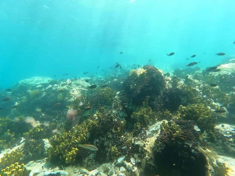 Chalkidiki: Snorkeling Adventure in Sithonia - One hour among fish, sea stars, and octopuses
