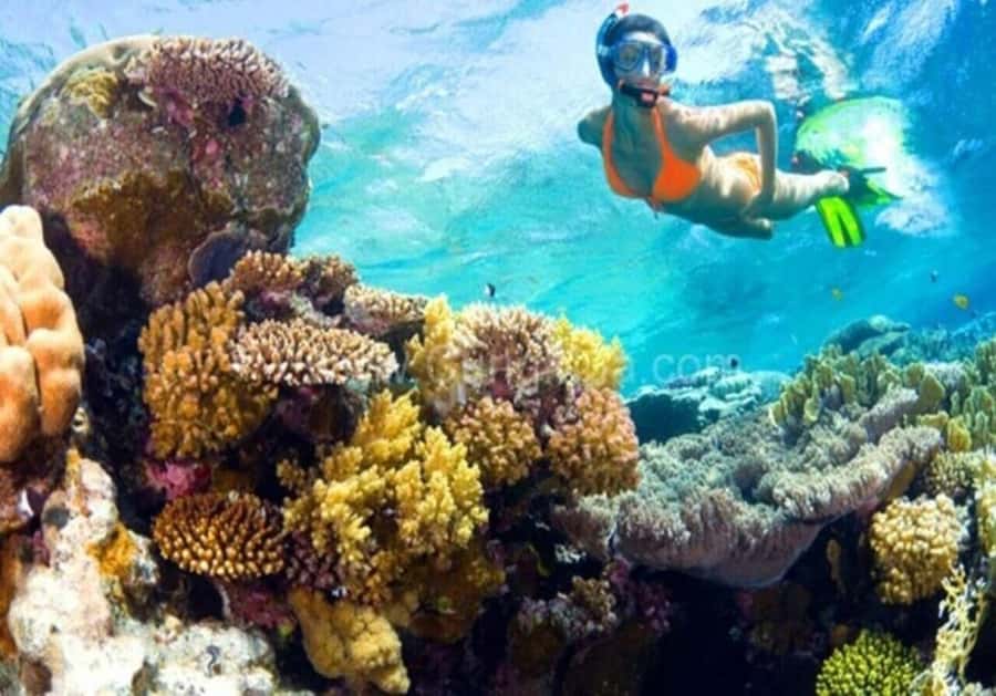 Cham Island: 1-Day Speedboat Trip with Snorkeling and Lunch - What the mixed feedback tells you