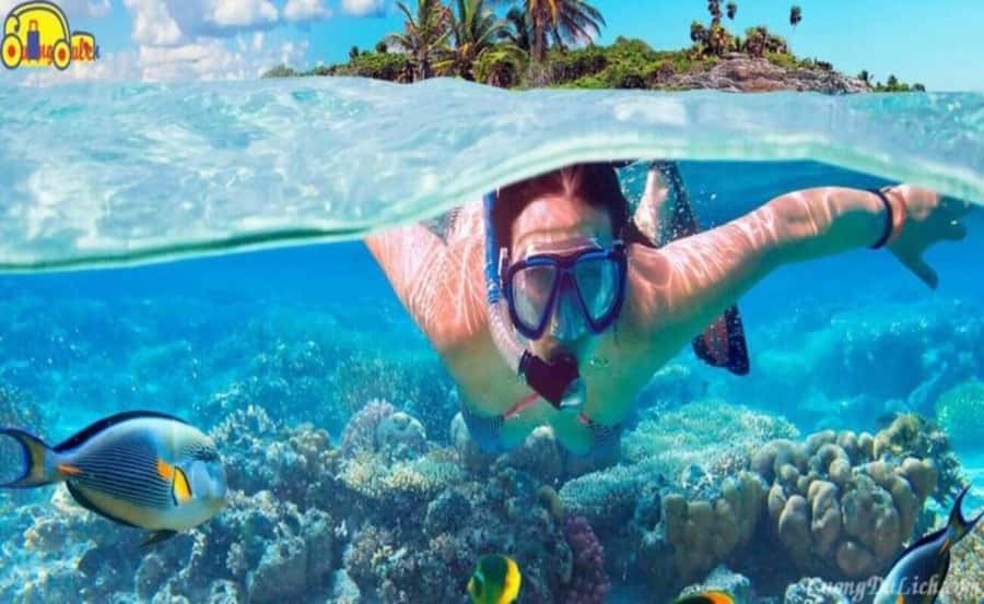 Cham Island: 1-Day Speedboat Trip with Snorkeling and Lunch - Who will get the best value