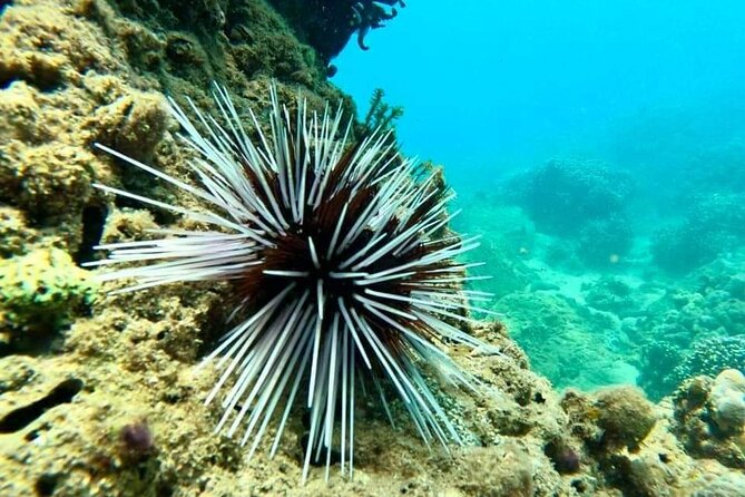 Cham Island Snorkeling Daily Group Tour, Sunbathing, nice beaches - What the $59 price really covers