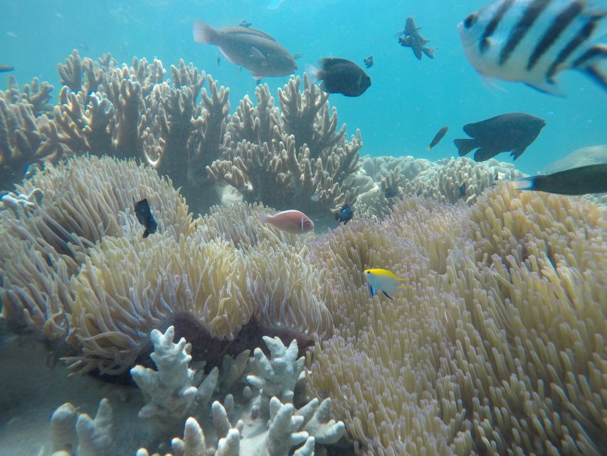 Cham Island: Snorkeling Tour - Should You Book the Cham Island Snorkeling Tour?