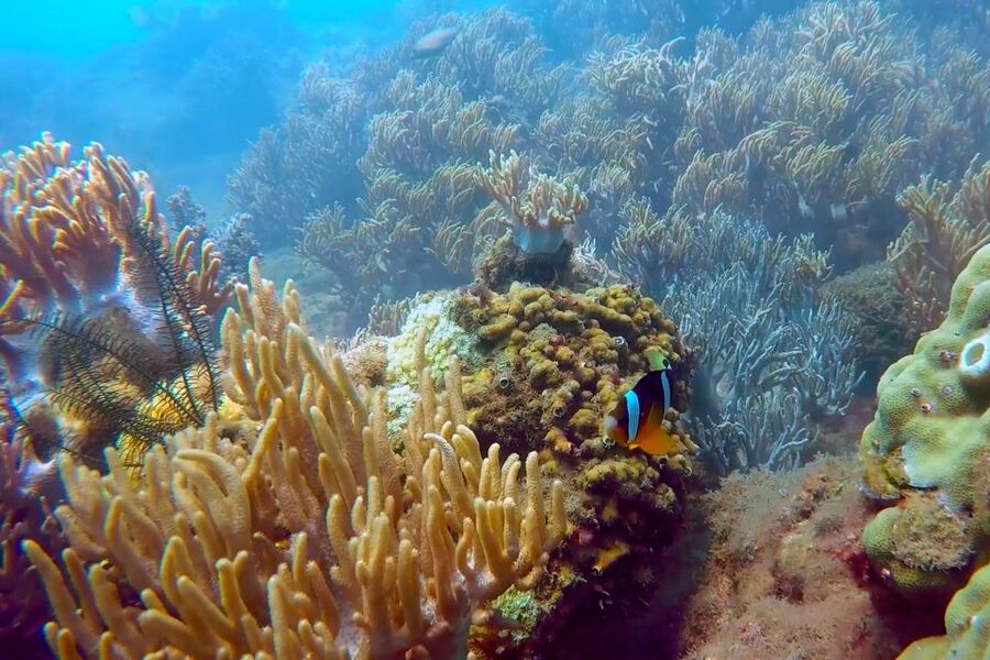 Cham Island: Underwater Walking & Snorkeling Tour - Practical packing advice