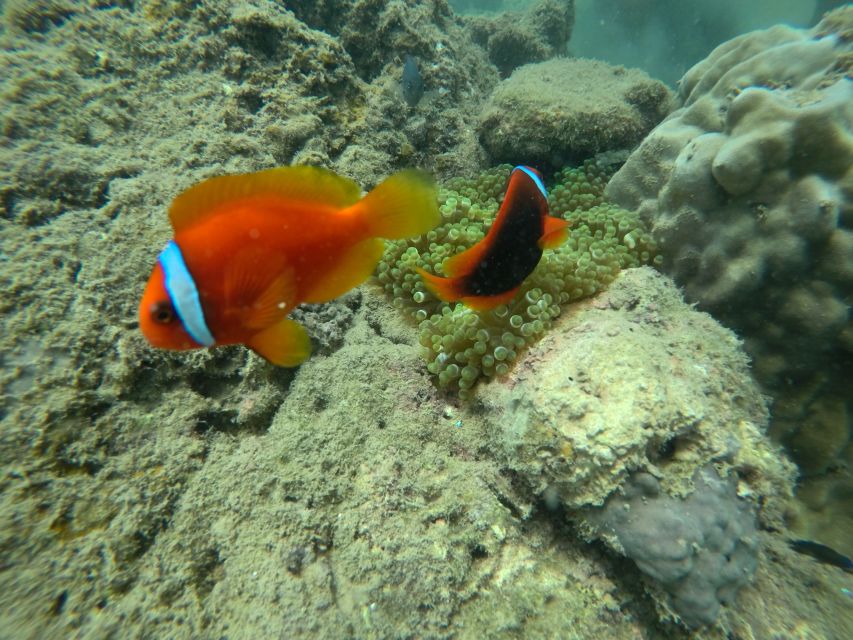 Cham Island: Underwater Walking & Snorkeling Tour - A seafood lunch and downtime at Bai Chong Beach
