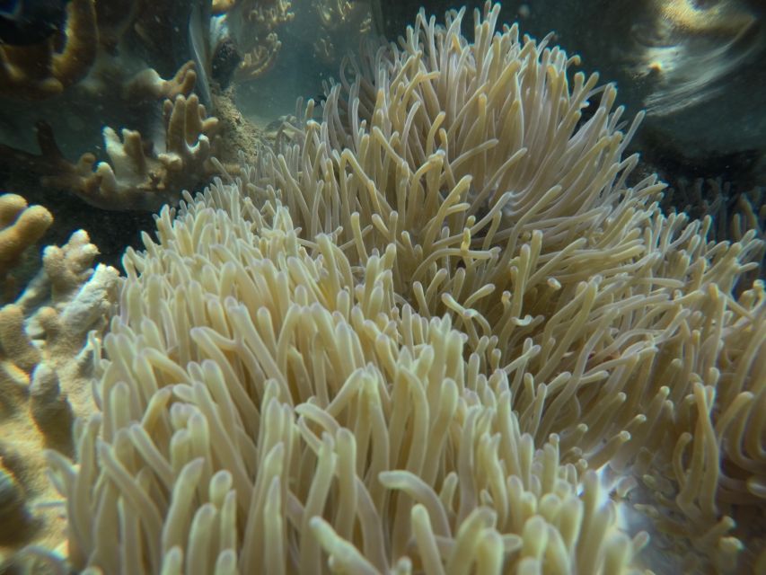 Cham Island: Underwater Walking & Snorkeling Tour - The parts that need realistic expectations