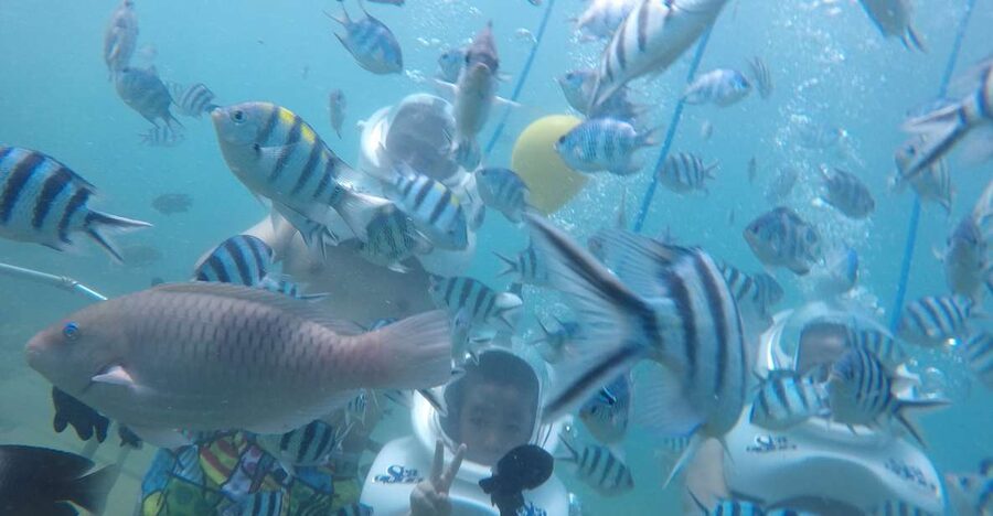 Cham Island: Underwater Walking & Snorkeling Tour - Snorkeling above Cham Island’s reef