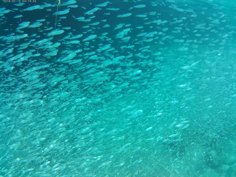 Chania: Scuba Diving and Snorkeling for Beginners by Boat - Why this is a smart first scuba experience in Chania