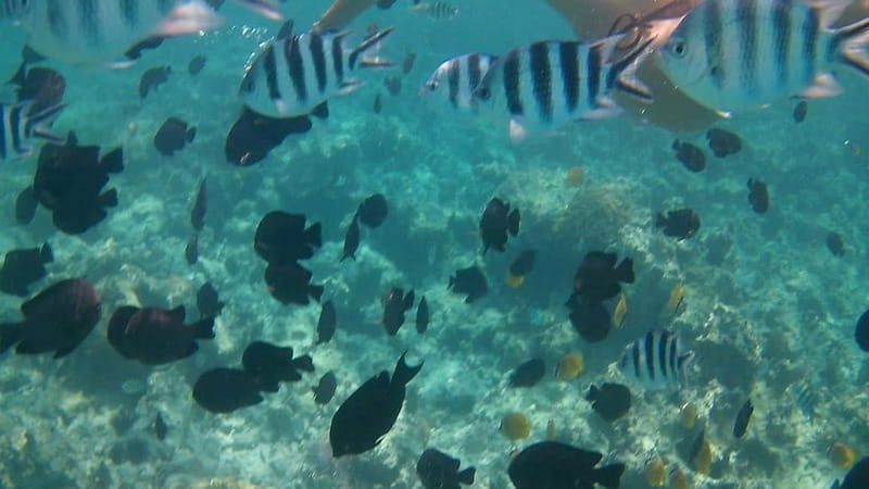 Chania: Scuba Diving and Snorkeling for Beginners by Boat - Who will enjoy this most