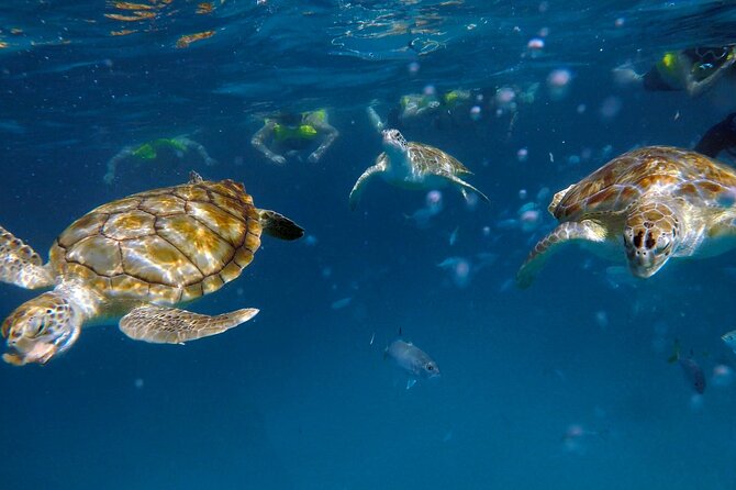 Che’s snorkel cruise! turtles & shipwrecks (semi private) - Three shipwrecks, fish, rays, and the second swim