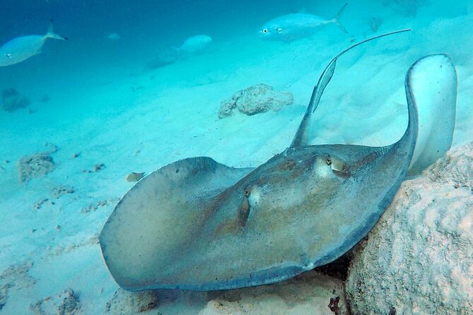 Che’s snorkel cruise! turtles & shipwrecks (semi private) - A personal crew and a small-boat feel