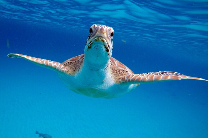 Che’s snorkel cruise! turtles & shipwrecks (semi private) - The turtle stop: quiet water and wild animals