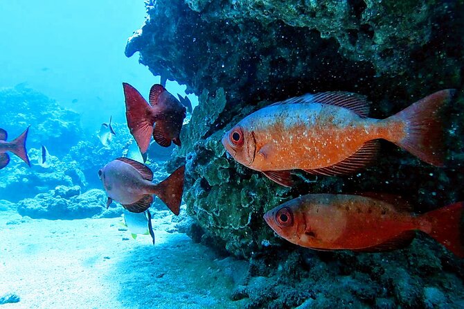 Clear Kayak Tour with Pontoons and Optional Snorkeling-Unlimited - What is supplied, and what you should bring