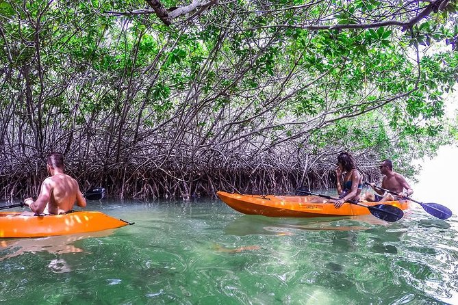 Clearbottom Mangrove Kayak & Snorkel tour - Key points before you book