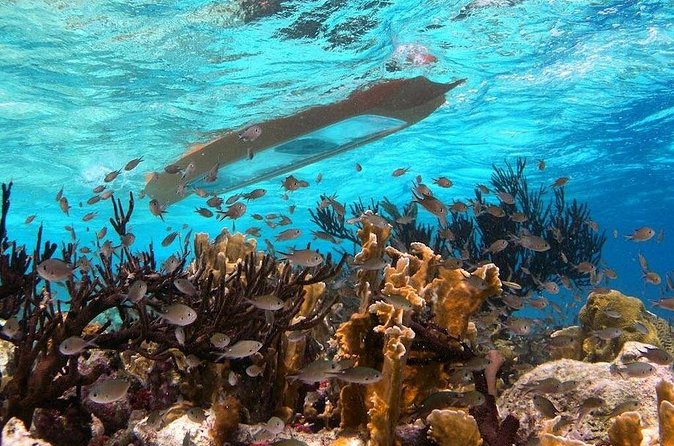 Clearbottom Mangrove Kayak & Snorkel tour - What the snorkeling is really like