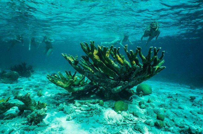 Clearbottom Mangrove Kayak & Snorkel tour - Guides make a real difference