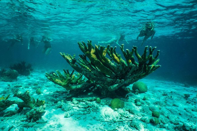 Clearbottom Mangrove Kayak & Snorkel tour - Transport, timing, and cruise planning