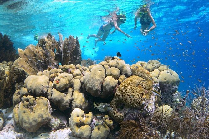 Clearbottom Mangrove Kayak & Snorkel tour - Paddling through the mangrove tunnels