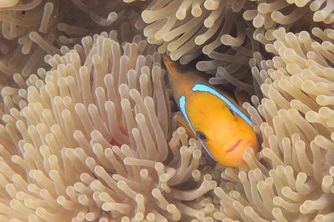 Combo Diving and Snorkeling Full Day Tour - The morning begins with H2O Bora Bora