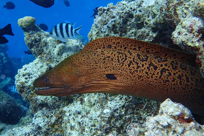 Combo Diving and Snorkeling Full Day Tour - What the guides add to the day