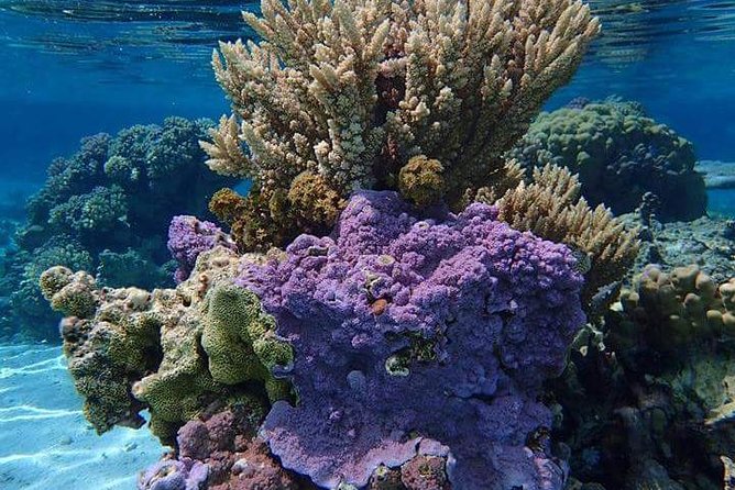 Combo Diving and Snorkeling Half-Day Tour - One morning below Bora Bora’s lagoon surface