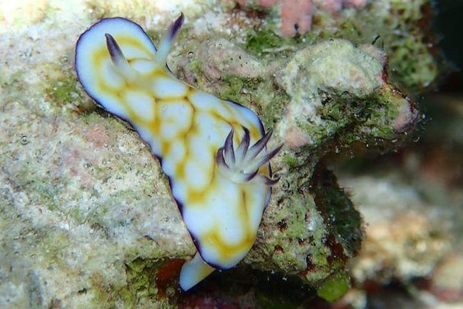 Combo Diving and Snorkeling Half-Day Tour - Two snorkeling spots after the scuba session
