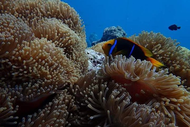 Combo Diving and Snorkeling Half-Day Tour - Why the private format affects the value