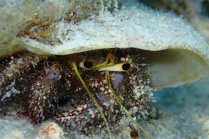 Combo Diving and Snorkeling Half-Day Tour - Who will enjoy this Bora Bora experience most