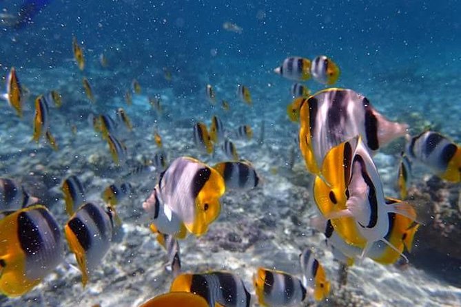 Combo Diving and Snorkeling Half-Day Tour - Timing, pickup, and what to clarify