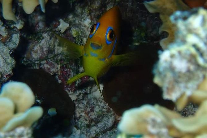 Combo Diving and Snorkeling Half-Day Tour - H2O Bora Bora and the personal guide experience