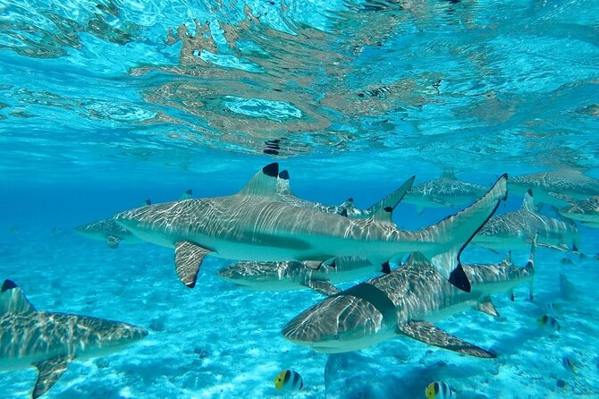 Combo snorkeling + motu lunch + jet ski group tour full day - Jet skiing gives the afternoon a completely different feel