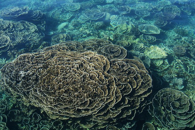 Coral Bay: 2-Hour Coral Viewing and Snorkeling - What the two-hour Coral Bay trip is really like