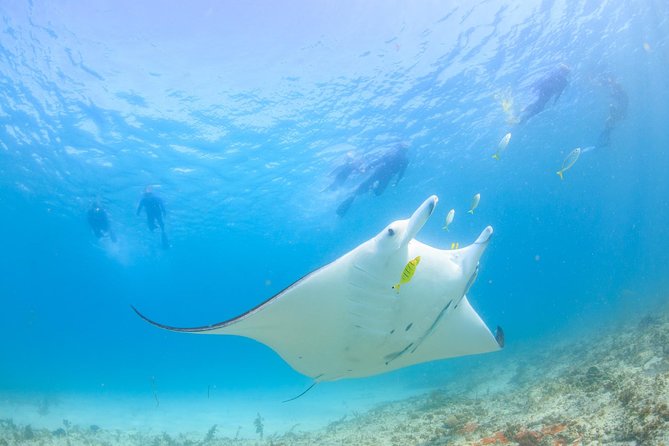 Coral Bay: 2-Hour Coral Viewing and Snorkeling - The first snorkel site: conditions can vary