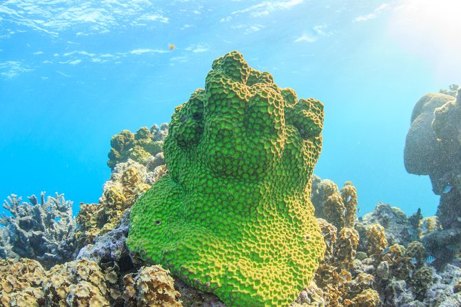 Coral Bay: 2-Hour Coral Viewing and Snorkeling - Seeing Ningaloo Reef through the Nhanya-Ku