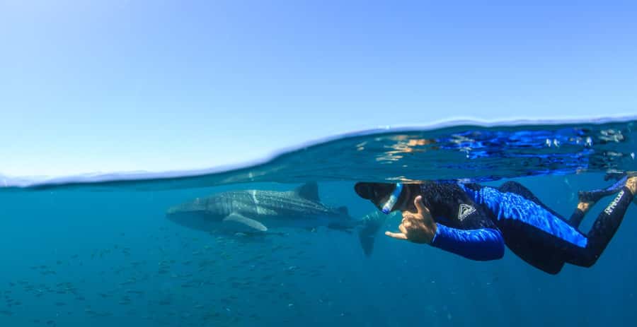Coral Bay: Ningaloo Reef Swim and Snorkel with Whale Sharks - A full day on Ningaloo Reef
