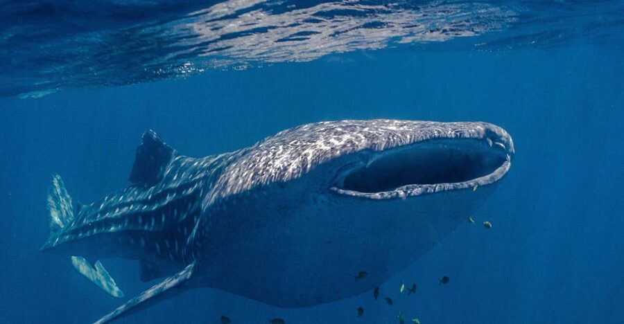 Coral Bay: Ningaloo Reef Swim and Snorkel with Whale Sharks - Should you book the Coral Bay whale shark tour?