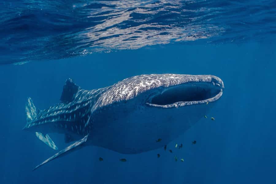 Coral Bay: Ningaloo Reef Swim and Snorkel with Whale Sharks - Your first snorkel in the coral gardens