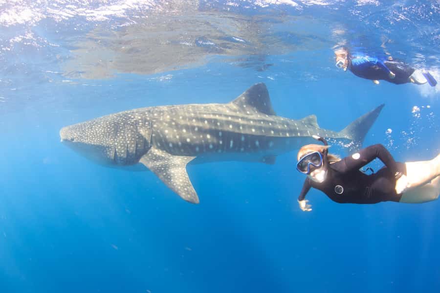 Coral Bay: Ningaloo Reef Swim and Snorkel with Whale Sharks - Swimming with whale sharks in small groups