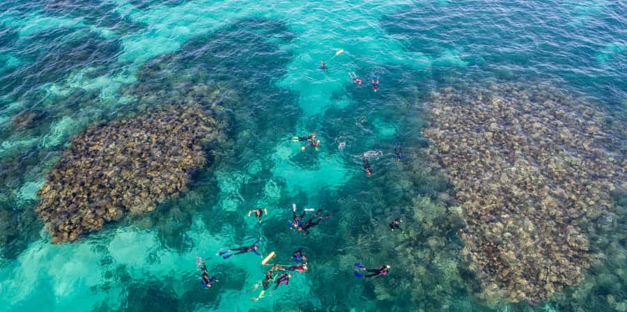 Coral Bay: Ningaloo Reef Swim and Snorkel with Whale Sharks - The second snorkel is more than a backup plan