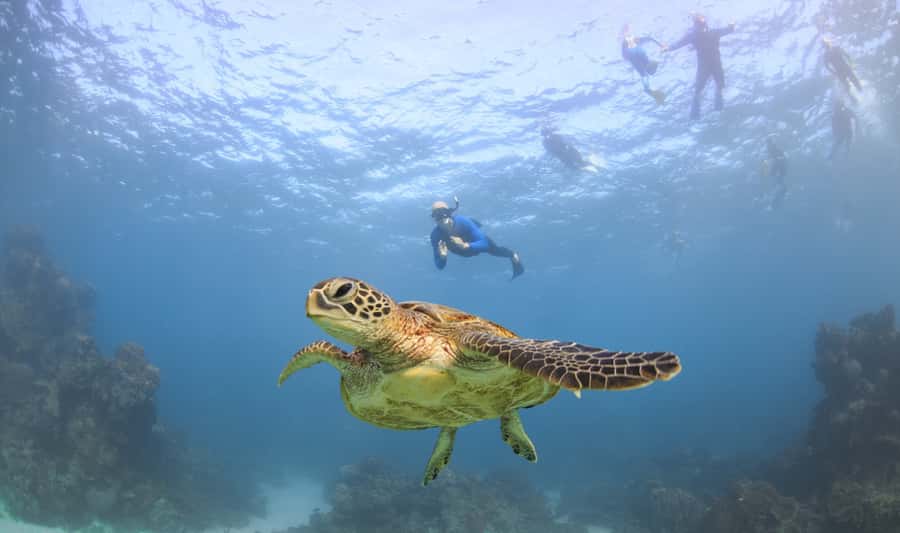 Coral Bay: Ningaloo Reef Swim and Snorkel with Whale Sharks - Food, photos, and the final toast