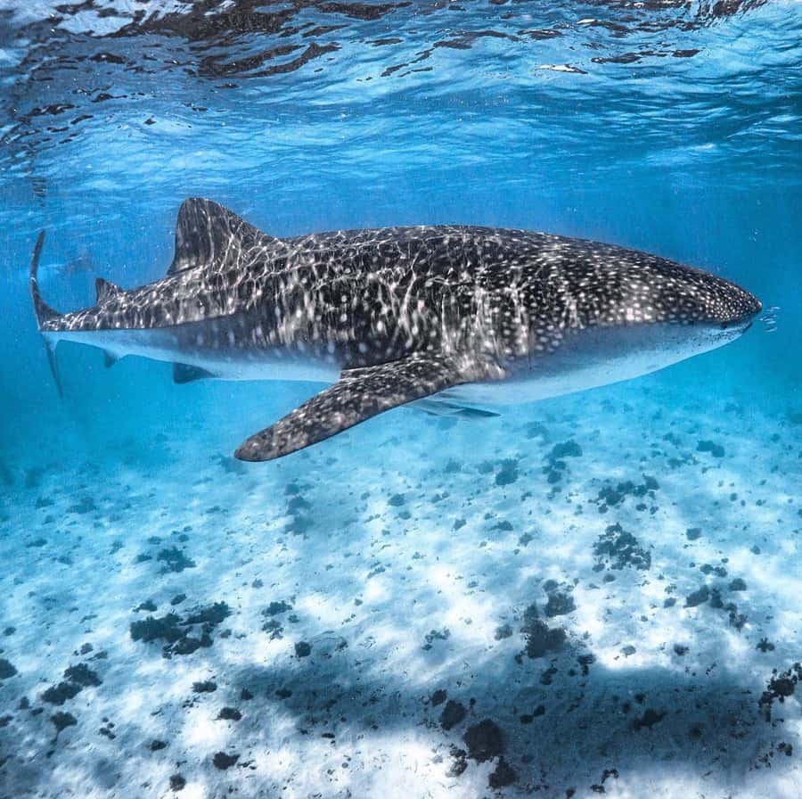 Coral Bay: Ningaloo Reef Swim and Snorkel with Whale Sharks - How the crew manages safety and wildlife
