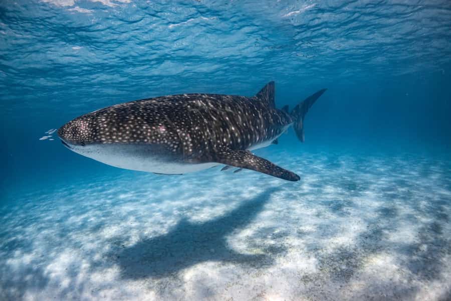 Coral Bay: Ningaloo Reef Swim and Snorkel with Whale Sharks - Choosing the right time and setting your expectations