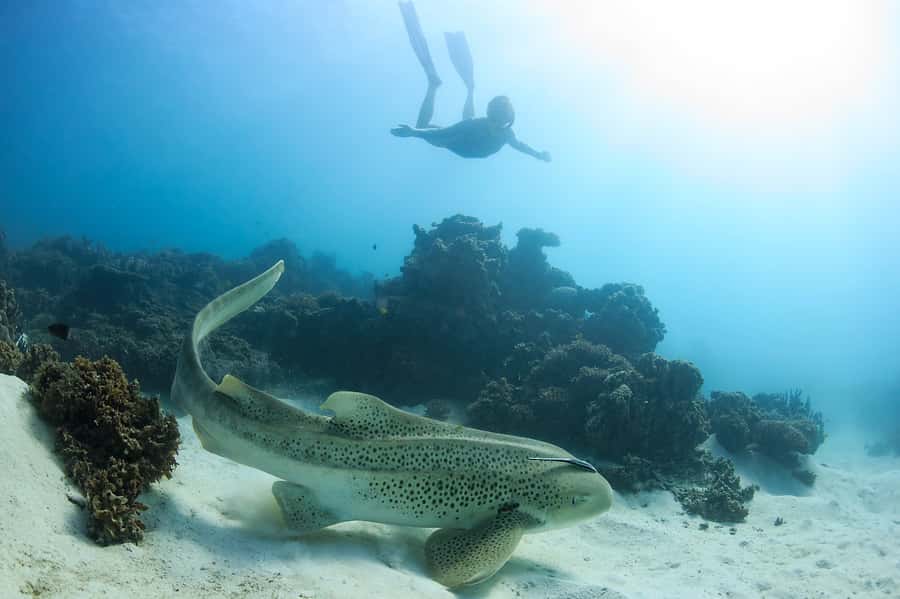 Coral Bay: Ningaloo Reef Swim and Snorkel with Whale Sharks - Is the $460 price fair?