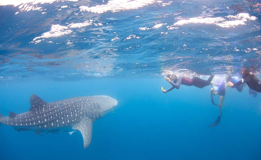 Coral Bay: Ningaloo Reef Swim and Snorkel with Whale Sharks - A spotter plane searches the outer reef