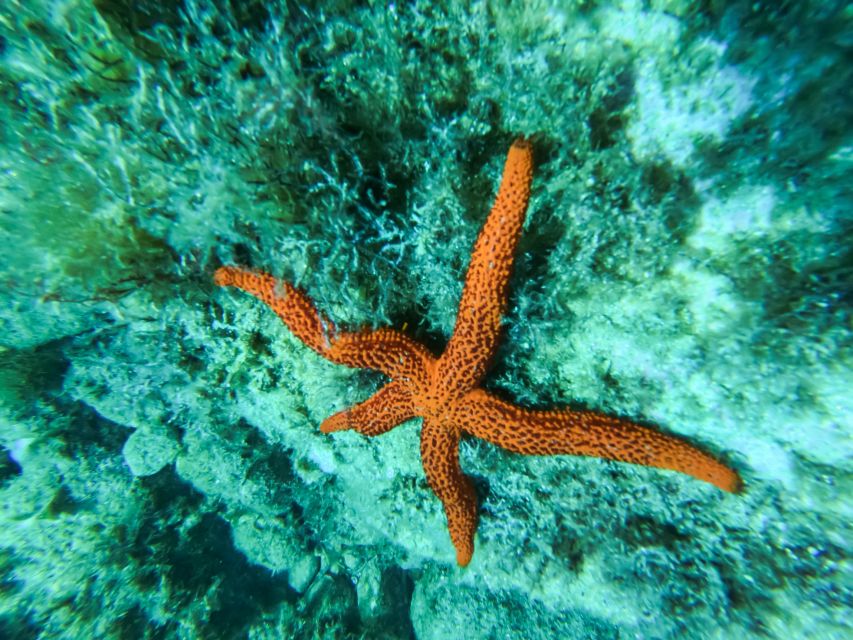 Costa Brava: Sea Caves Kayaking and Snorkeling Tour - What the $40 price really includes