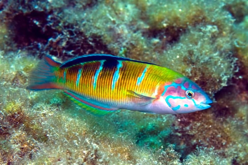Costa Teguise: Guided 2-hour Snorkeling Tour for all levels - Key points to know before booking